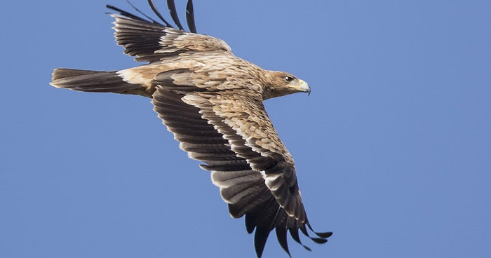 Águila imperial ibérica - Aquila adalberti.