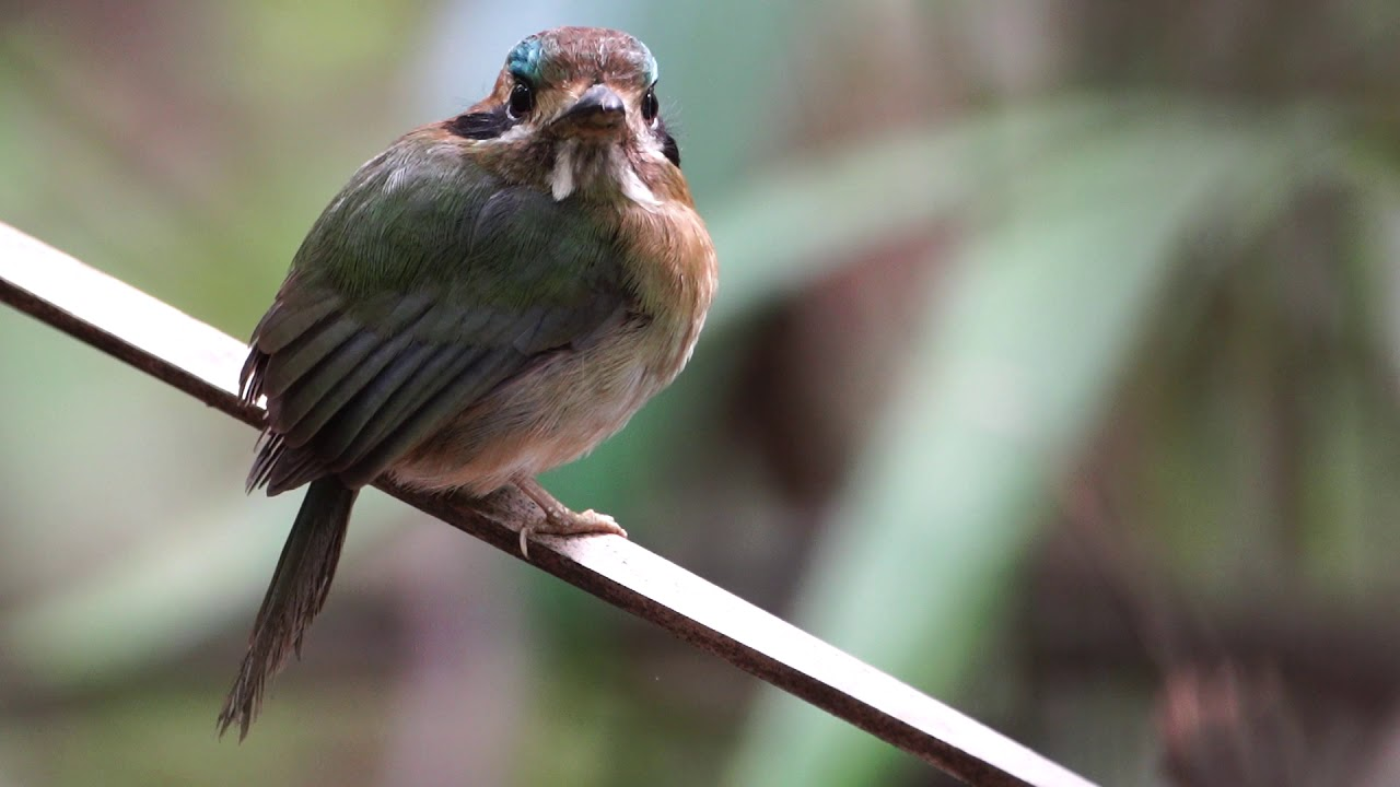 Momoto enano - Hylomanes momotula.