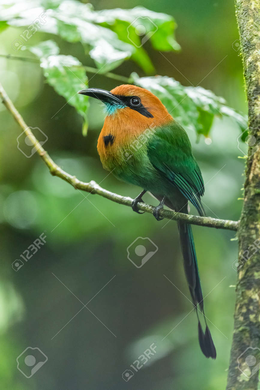 Momoto picoancho - Electron platyrhynchum.