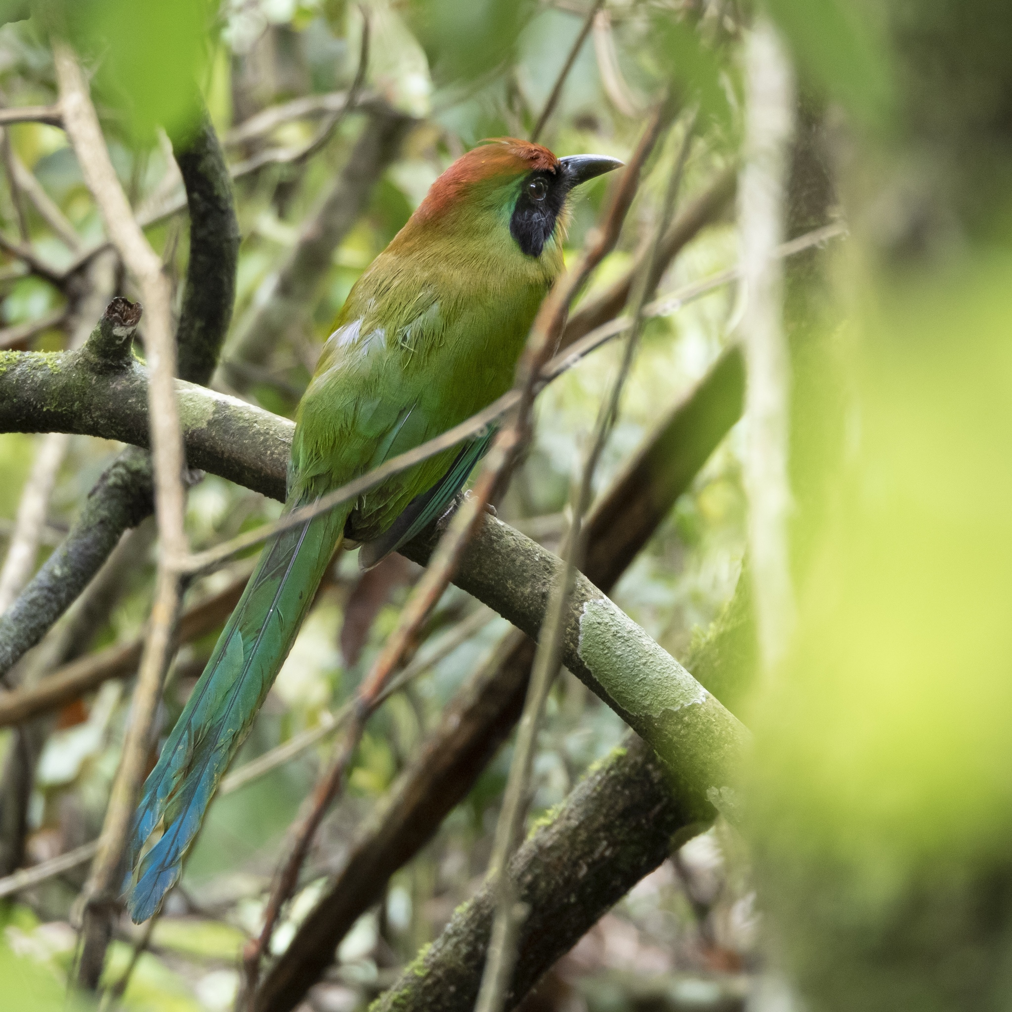 Momoto yeruvá oriental - Baryphthengus ruficapillus.