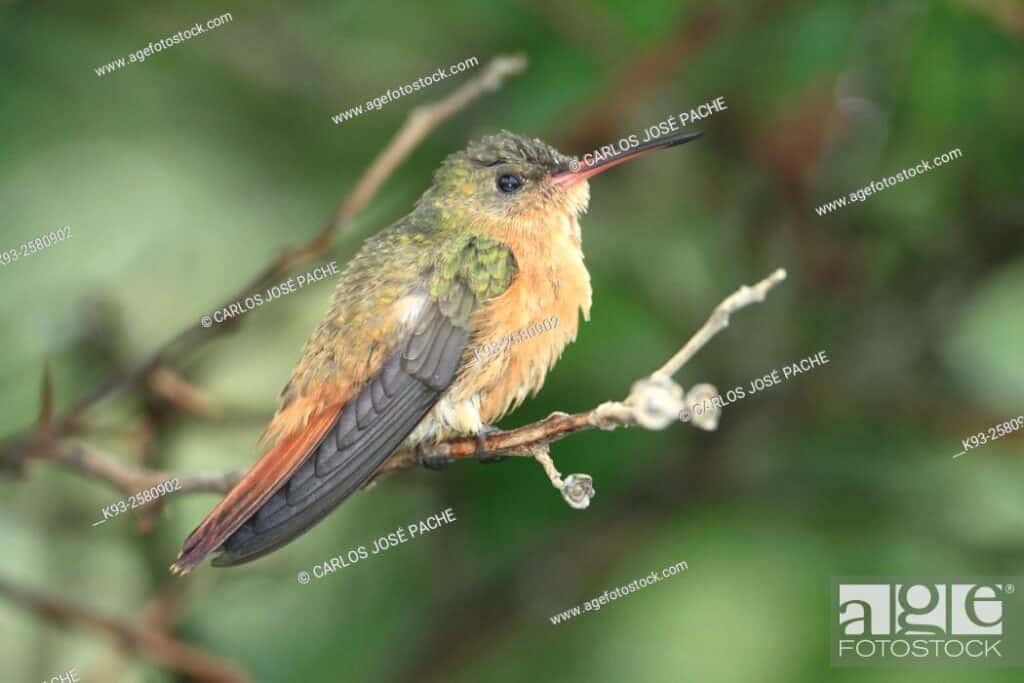 Momoto Común - Momotus Momota. 2 momoto comun momotus momota