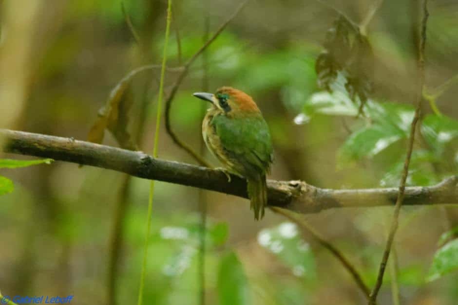 momoto enano hylomanes momotula