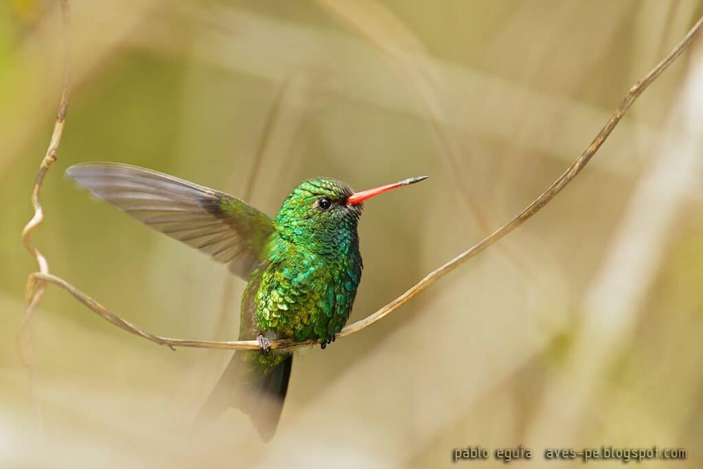 momoto yeruva oriental baryphthengus ruficapillus