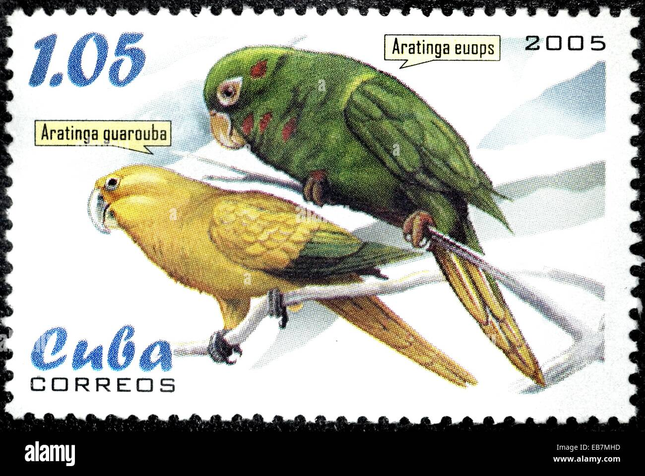 Aratinga cubana - Aratinga euops.