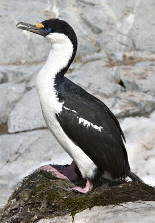 Cormorán antártico - Phalacrocorax bransfieldensis.