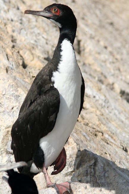 Cormorán de la Heard - Phalacrocorax nivalis.
