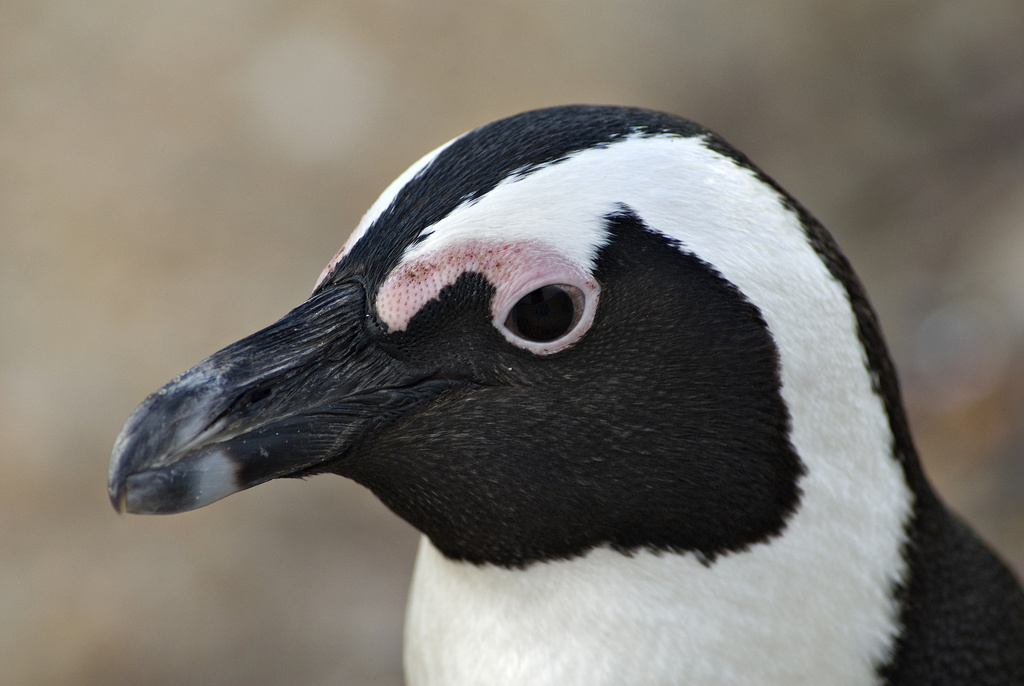 Pingüino de El Cabo - Spheniscus demersus.