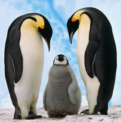 Pingüino emperador - Aptenodytes forsteri.