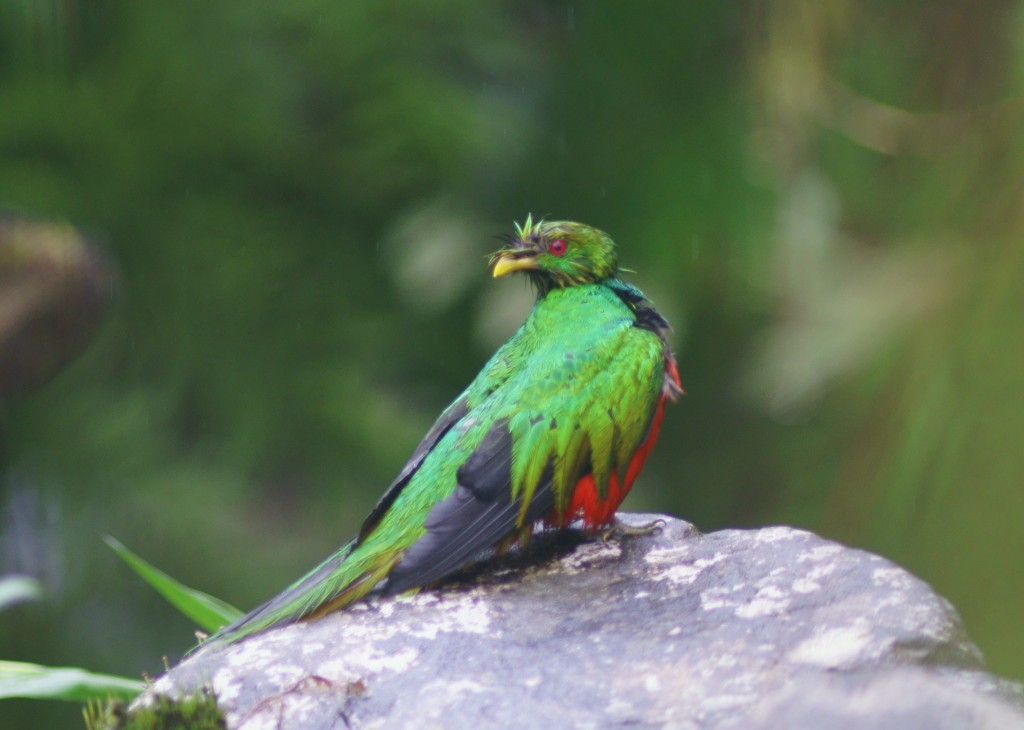 Quetzal crestado - Pharomachrus antisianus.