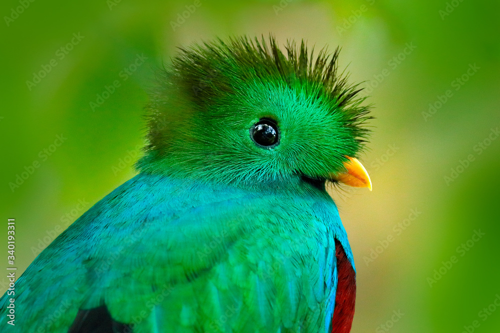 Quetzal guatemalteco - Pharomachrus mocinno.