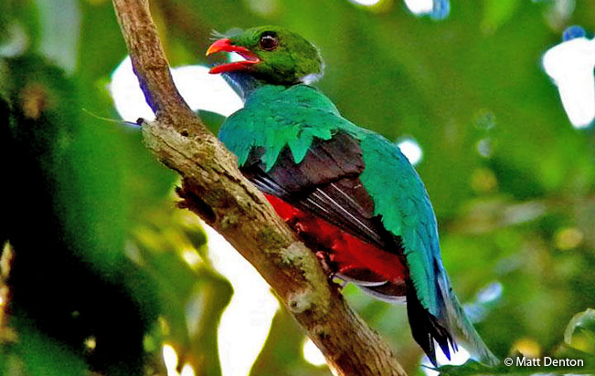 Quetzal pavonino - Pharomachrus pavoninus.