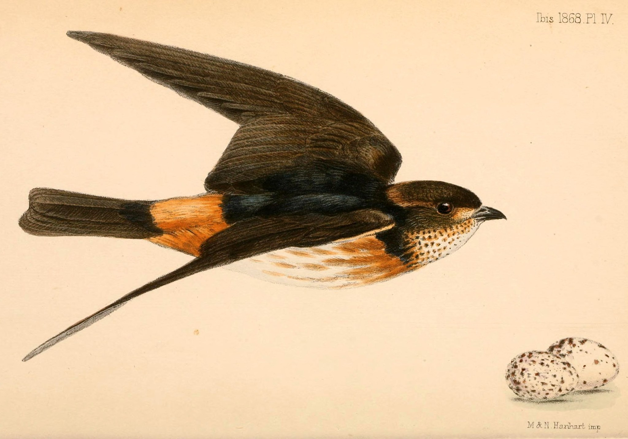 Sedosito piquiblanco - Sericornis spilodera.