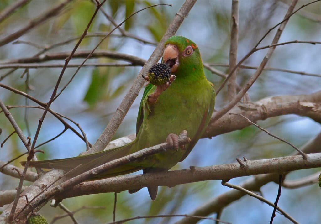 aratinga cubana aratinga euops