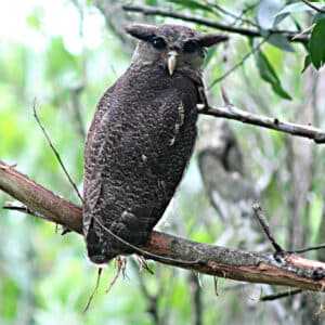 Búho Malayo - Bubo Sumatranus.