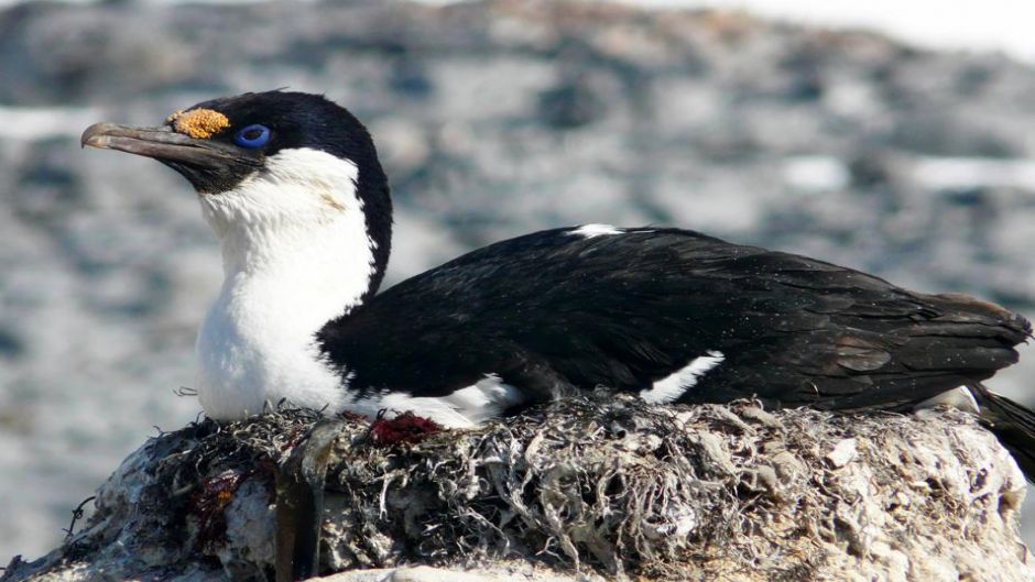 cormoran antartico phalacrocorax bransfieldensis