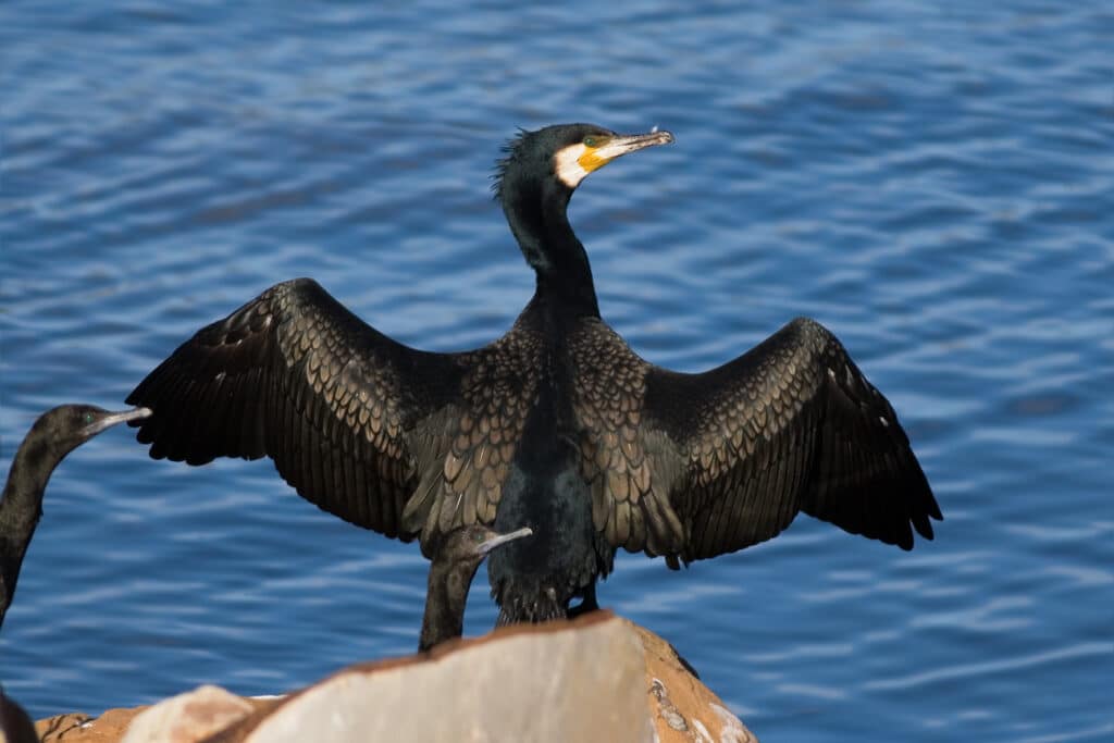 cormoran carirrojo phalacrocorax urile