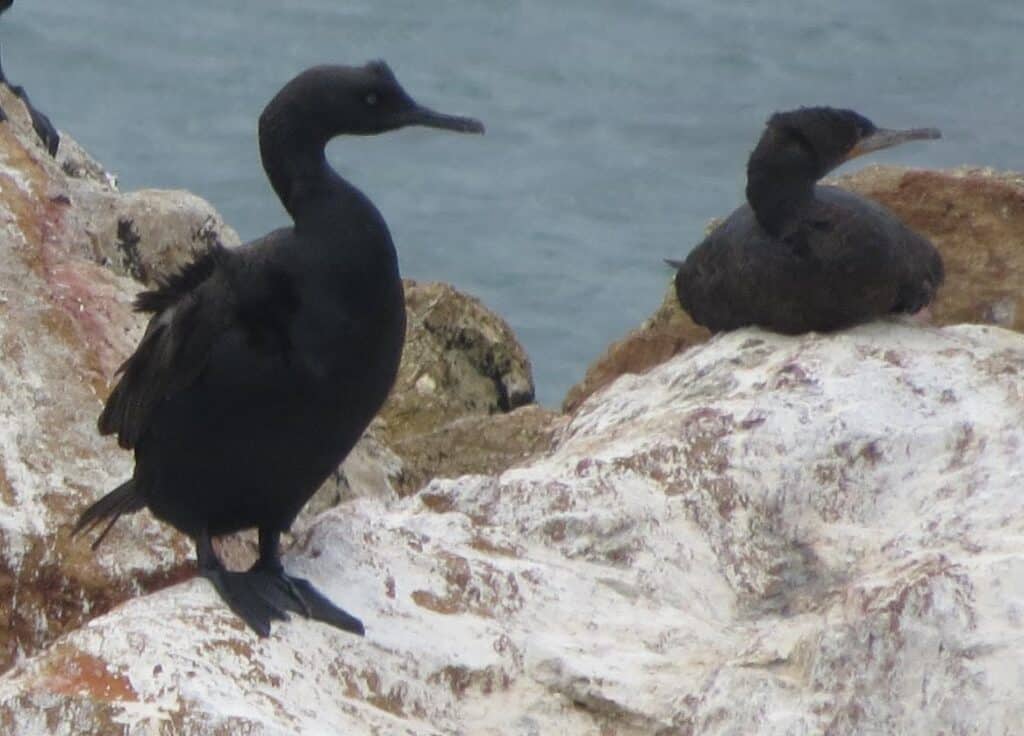 cormoran de bajio phalacrocorax neglectus