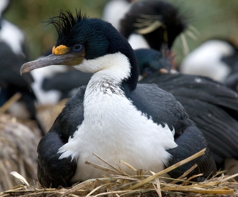 cormoran de la heard phalacrocorax nivalis