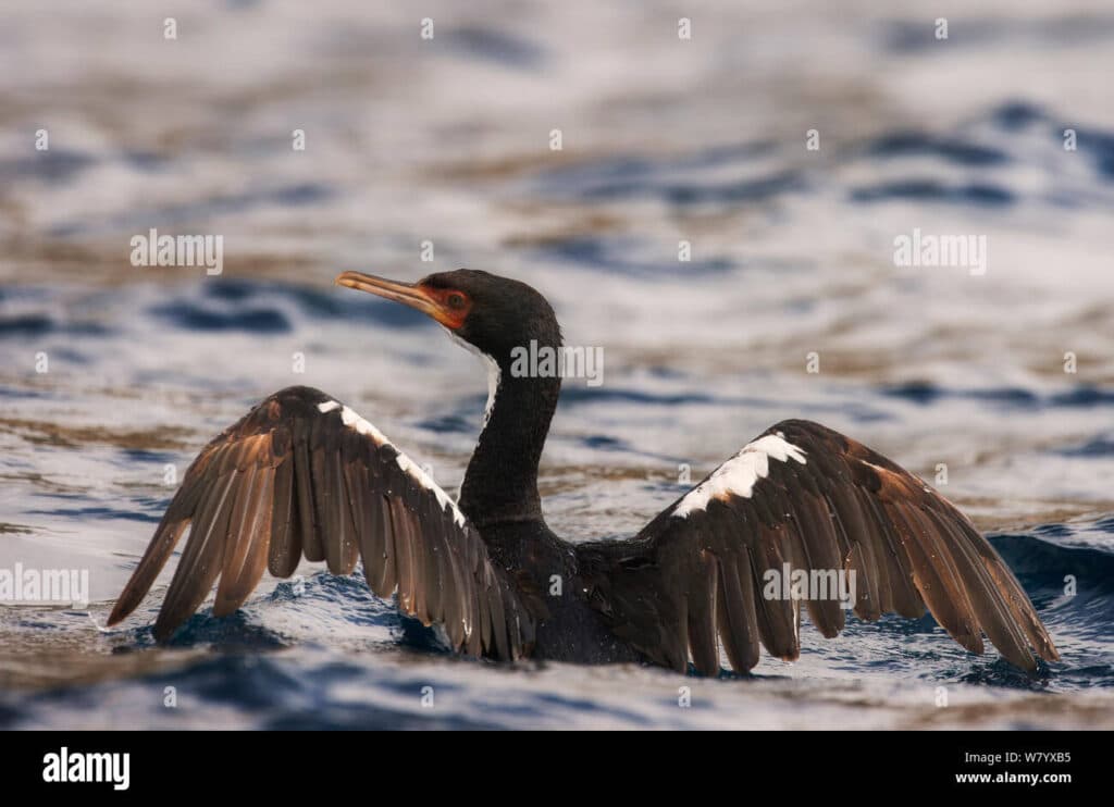 cormoran de las bounty phalacrocorax ranfurlyi
