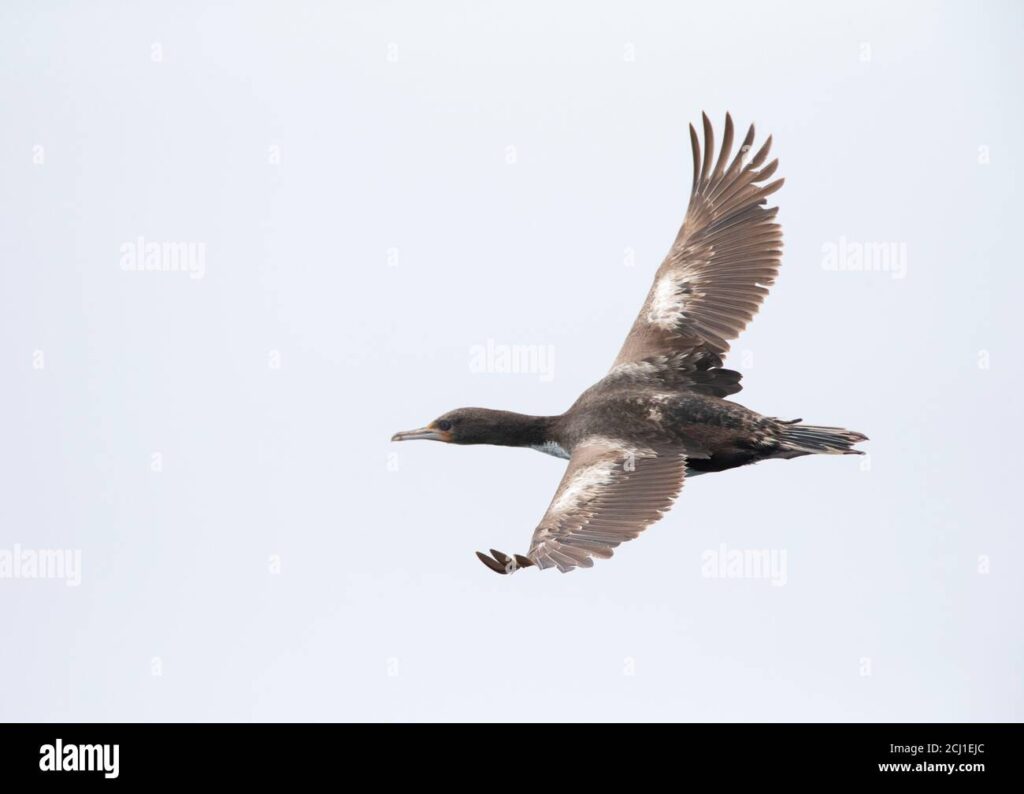 cormoran de las chatham phalacrocorax onslowi