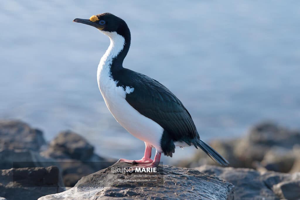 cormoran de las kerguelen phalacrocorax verrucosus