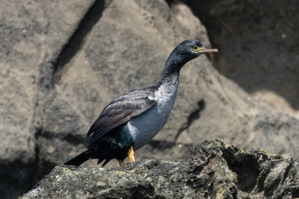 cormoran de pitt phalacrocorax featherstoni