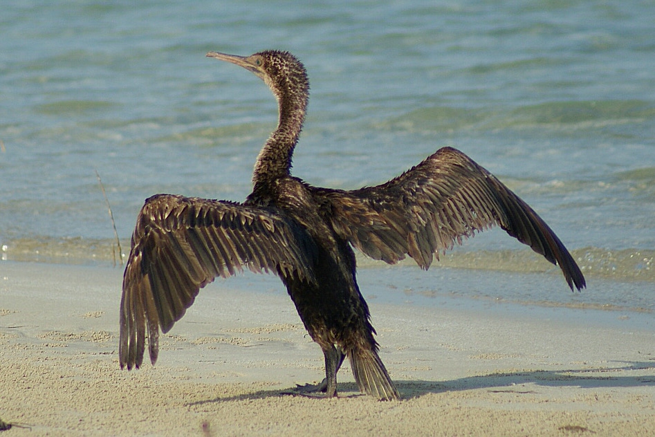 cormoran de socotora phalacrocorax nigrogularis