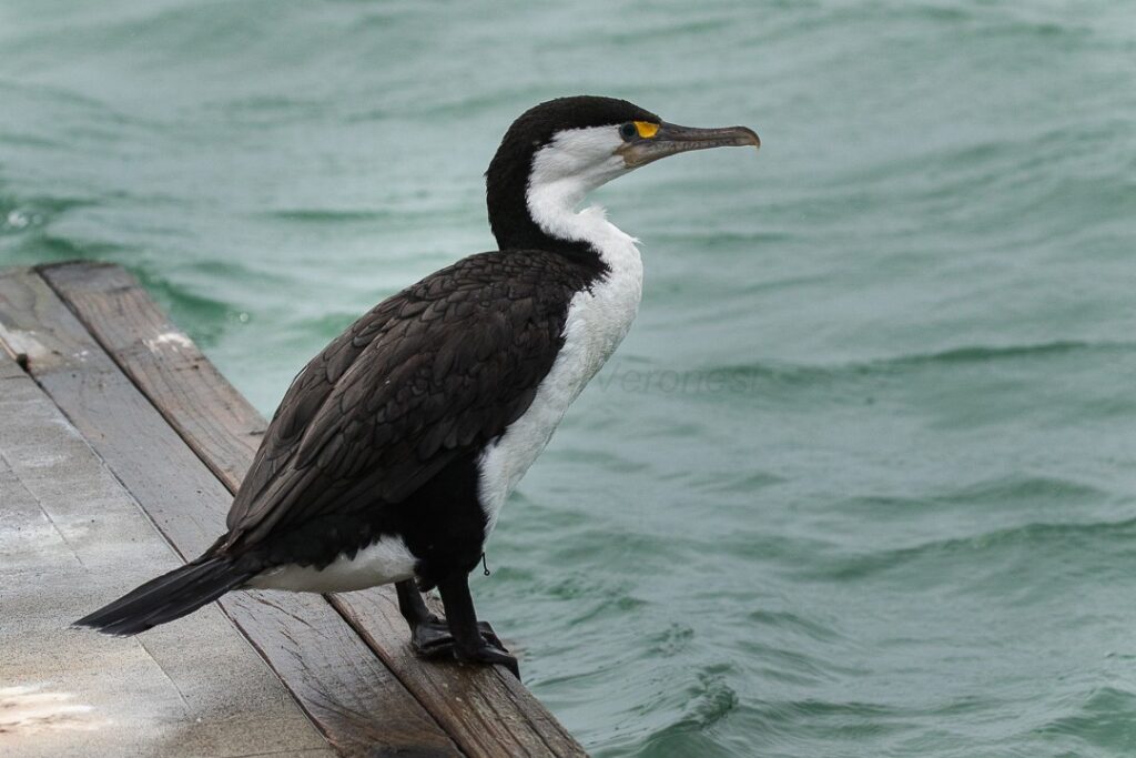 cormoran pio phalacrocorax varius