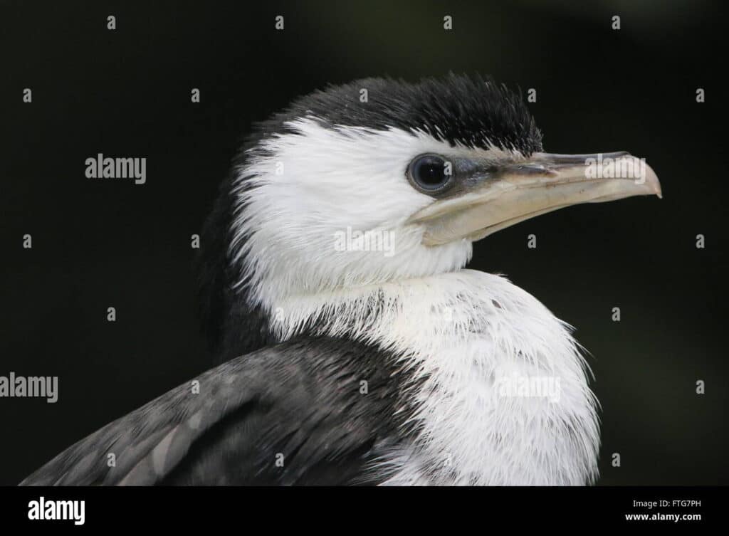 cormoran piquicorto phalacrocorax melanoleucos