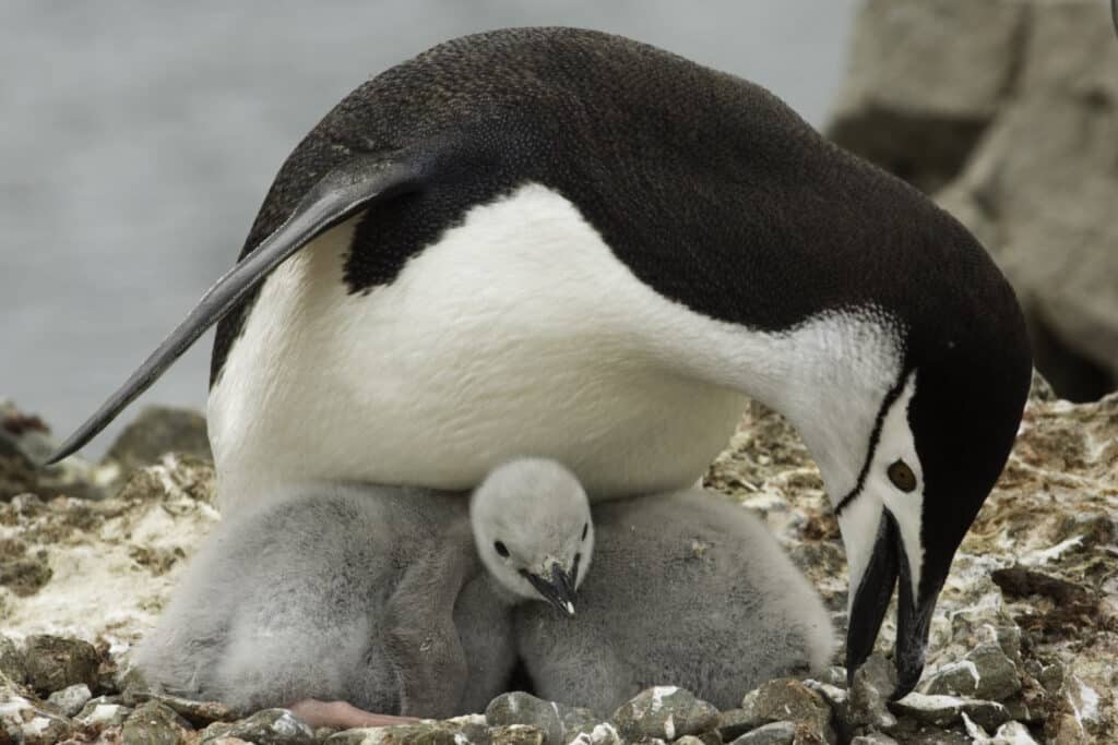 pinguino barbijo pygoscelis antarctica