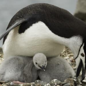 Pingüino Barbijo - Pygoscelis Antarctica.