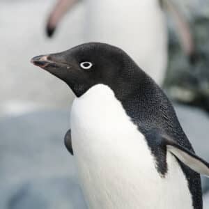 Pingüino De Adelia - Pygoscelis Adeliae.