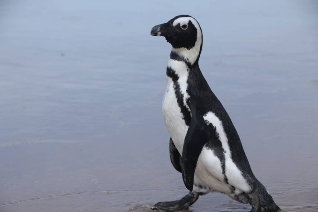 pinguino de el cabo spheniscus demersus