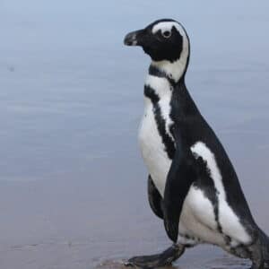 Pingüino De El Cabo - Spheniscus Demersus.