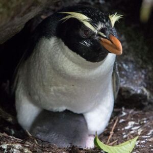 Pingüino De Fiordland - Eudyptes Pachyrhynchus.