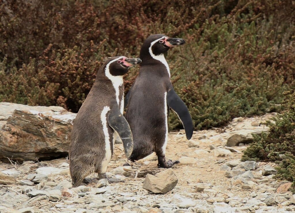 pinguino de humboldt spheniscus humboldti