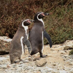 Pingüino De Humboldt - Spheniscus Humboldti.