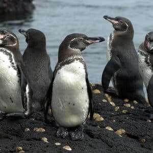 Pingüino De Las Galápagos - Spheniscus Mendiculus.