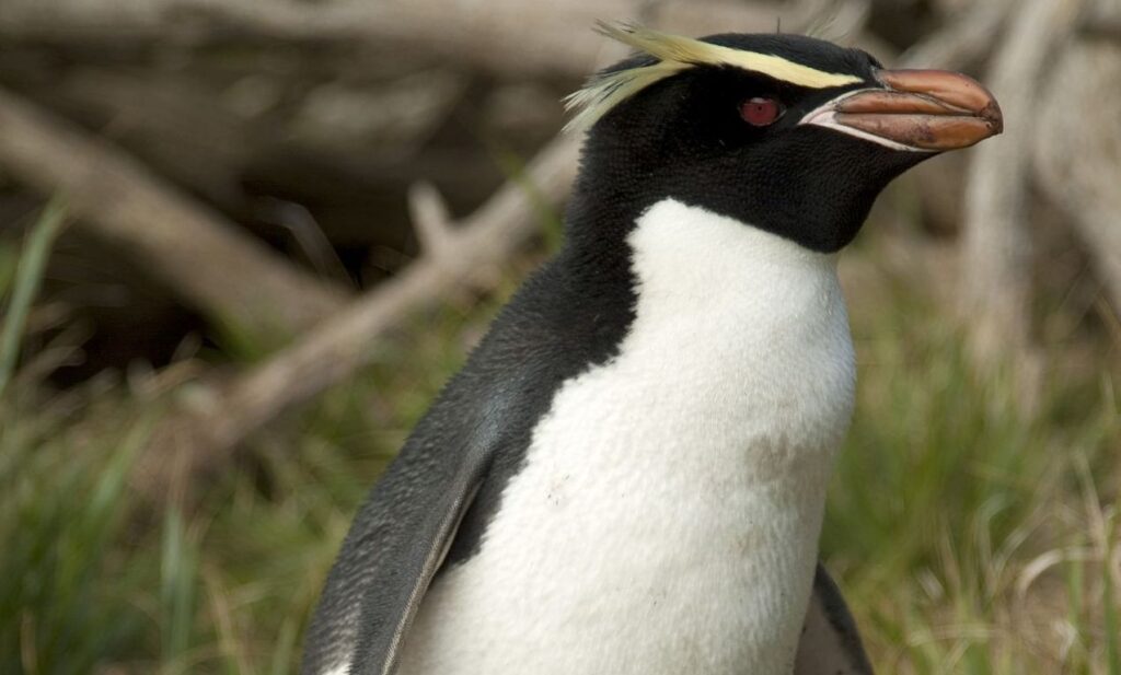 pinguino de las snares eudyptes robustus