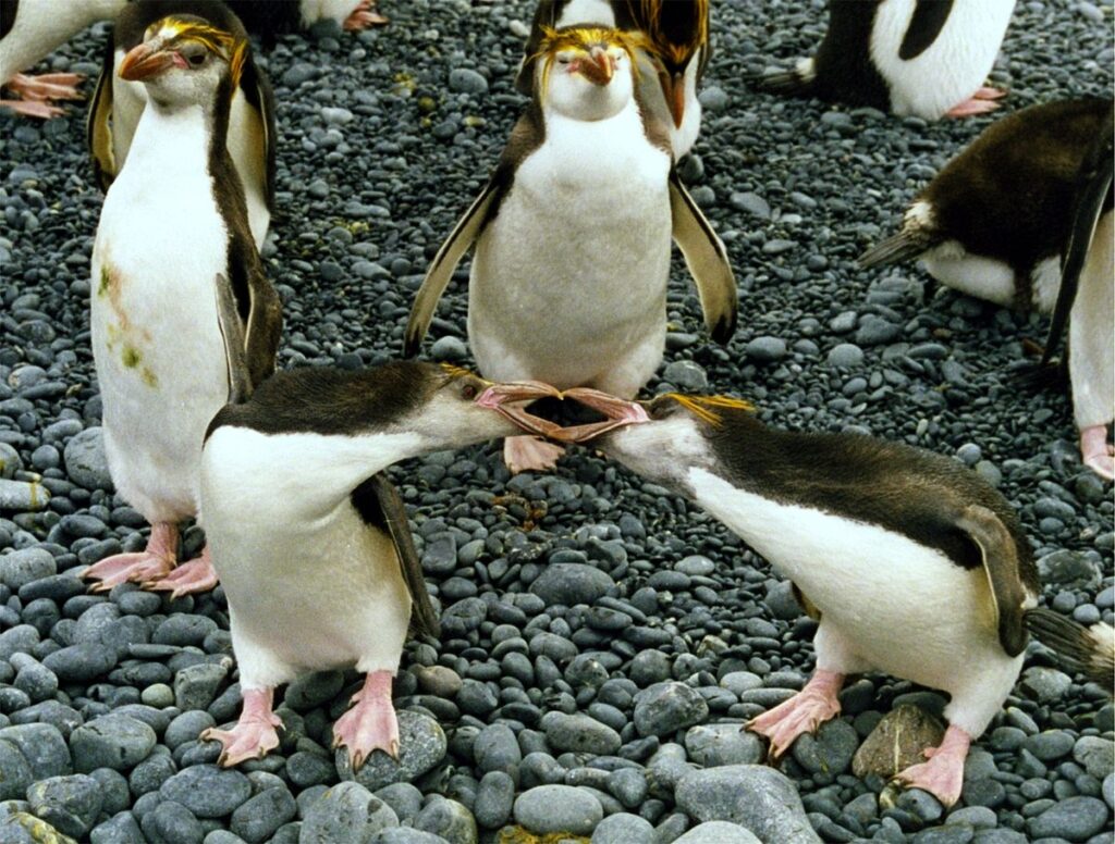 pinguino de schlegel eudyptes schlegeli