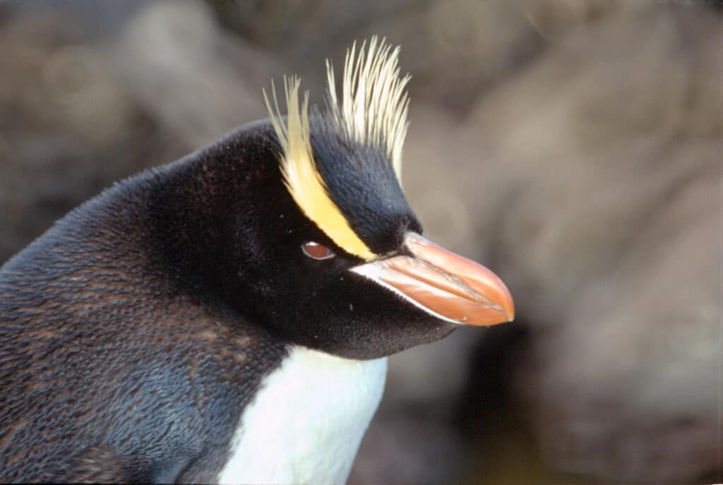 pinguino de sclater eudyptes sclateri