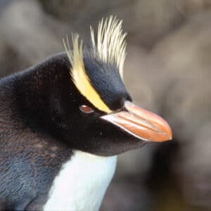 Pingüino De Sclater - Eudyptes Sclateri.