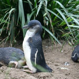 Pingüino Enano - Eudyptula Minor.