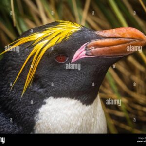 Pingüino Macarrones - Eudyptes Chrysolophus.