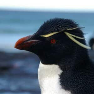 Pingüino Saltarrocas - Eudyptes Chrysocome.