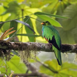Quetzal Cabecidorado - Pharomachrus Auriceps.
