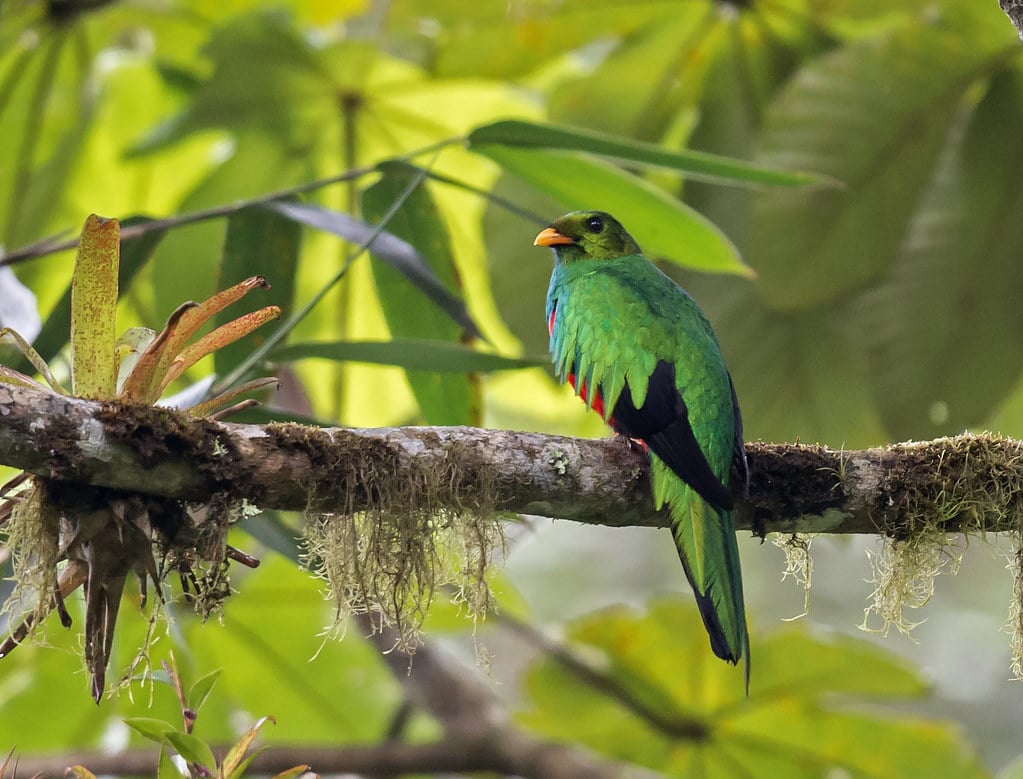 quetzal cabecidorado pharomachrus auriceps
