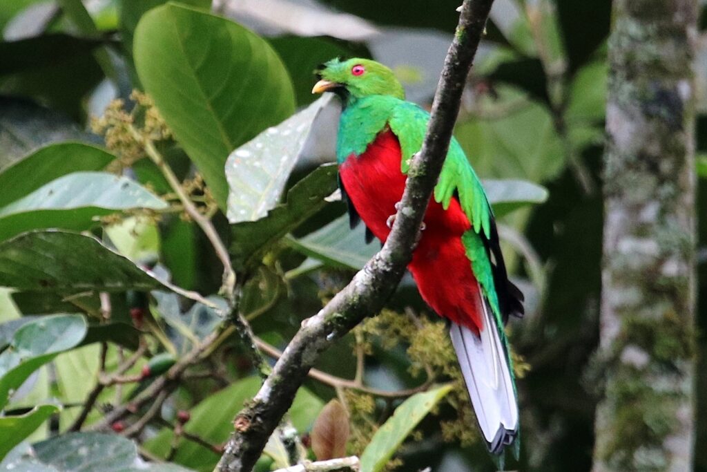 quetzal crestado pharomachrus antisianus