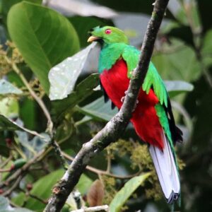 Quetzal Crestado - Pharomachrus Antisianus.