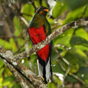 Quetzal Fúlgido - Pharomachrus Fulgidus.
